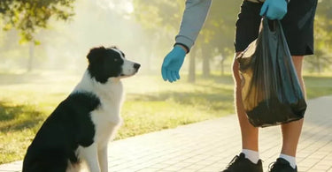 Dog Poop Bags: Market Trends and Brand Opportunities