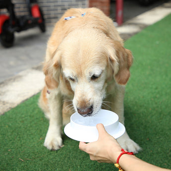 Silicone Dog Slow Bowl Bulk Wholesale